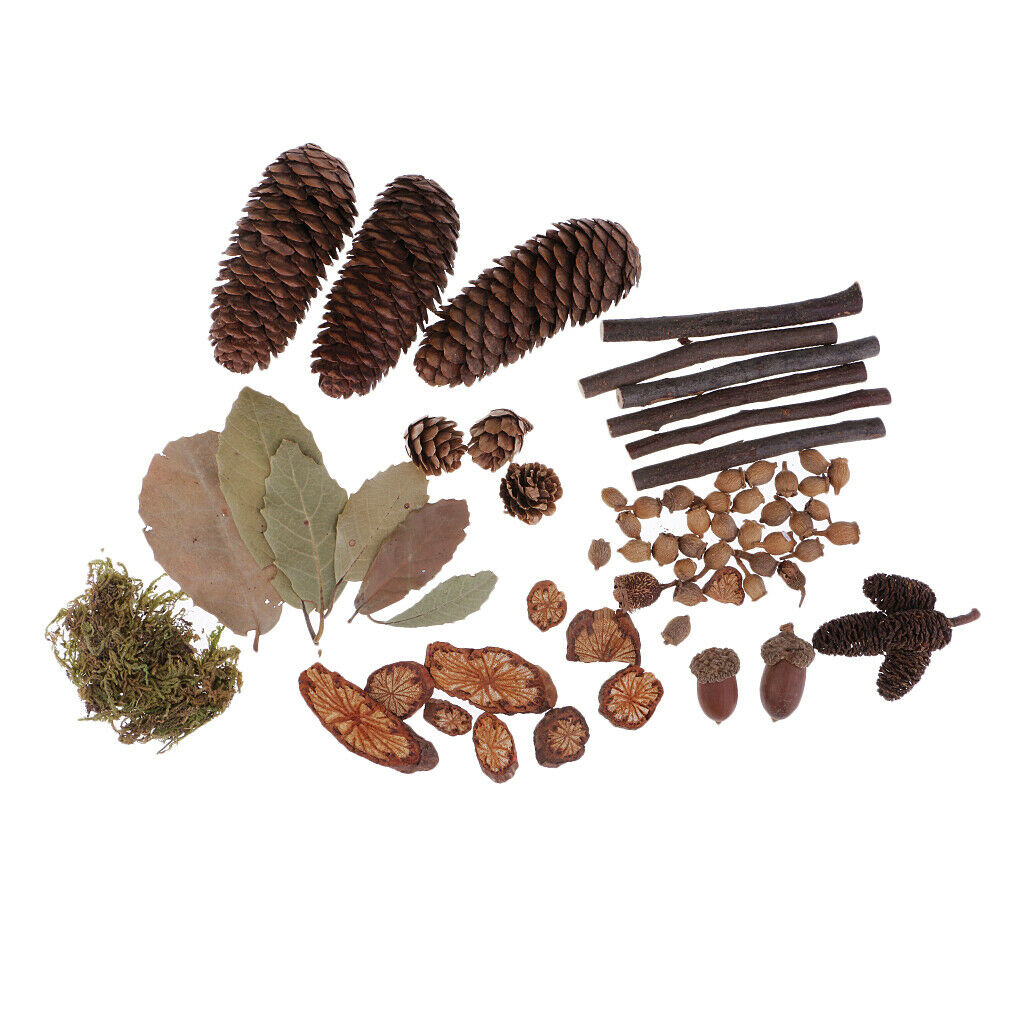 Natural Wood   Crafts Home Table Ornaments Dried Flowers