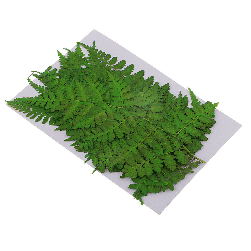 12pcs 11-13cm natural pressed woodsia fern Leaves dried flowers plant specimen