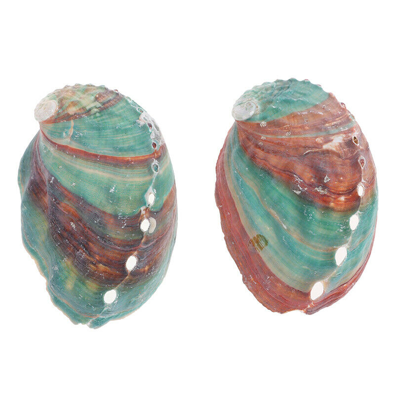 2pcs 6-7cm Abalone shell natural conch DIY handmade material photography .l8