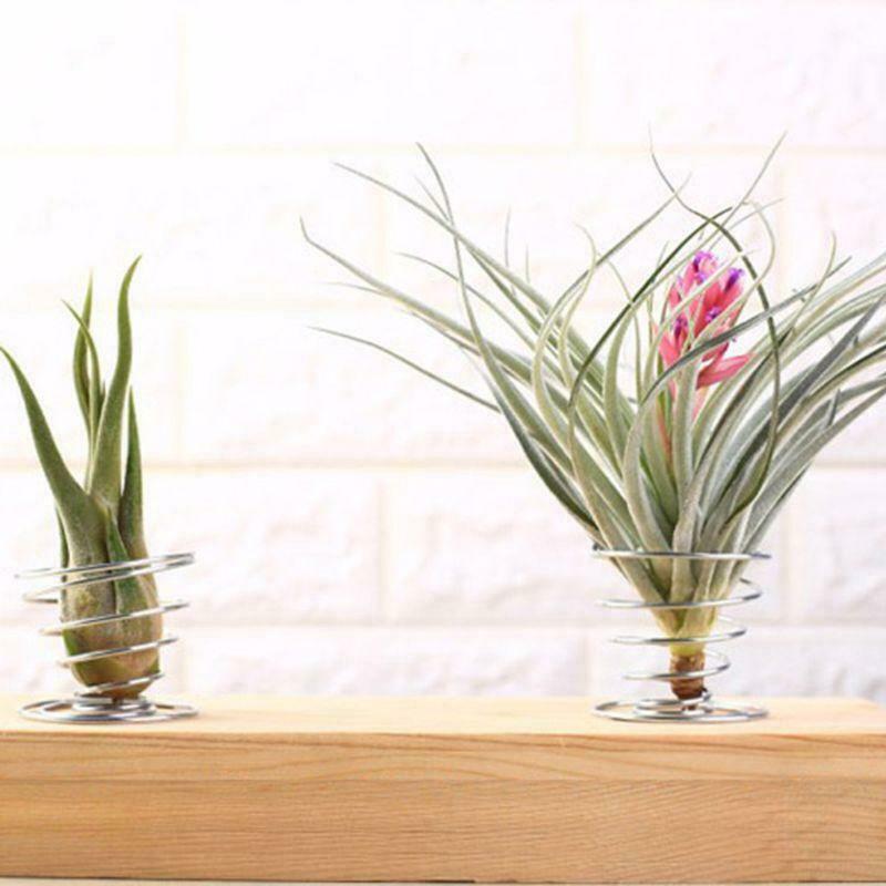 20 Pack Air Plant Stand Container Tillandsia Holder, Stainless Steel Wire Stand