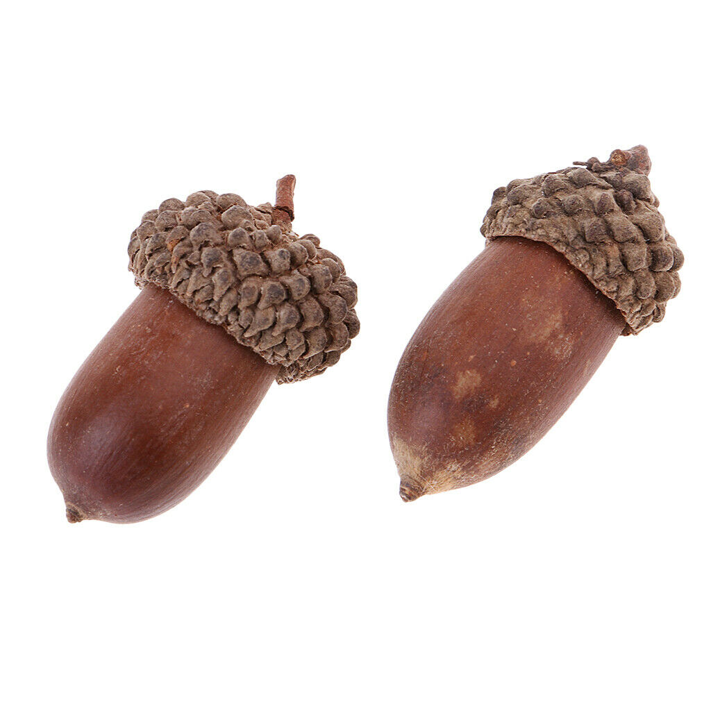 40x Natural Decorative Pinecone Dried Acorn Party Hanging Decor 1.5 -2.5 cm