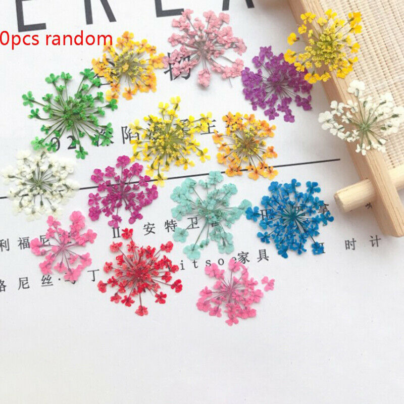 10Pcs Natural Lace Flower Pressed Dried Flowers for Jewelry Making DIY HandmaSJ