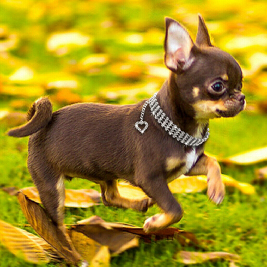 Easy Wear Cat Dog Collar Adjustable Dog Collar Cat Puppy Pet Supplies S