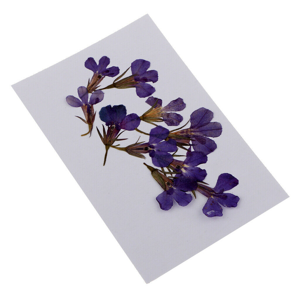 Pack Of 20 Dried Flowers Dried Flowers Leaves For Card Making