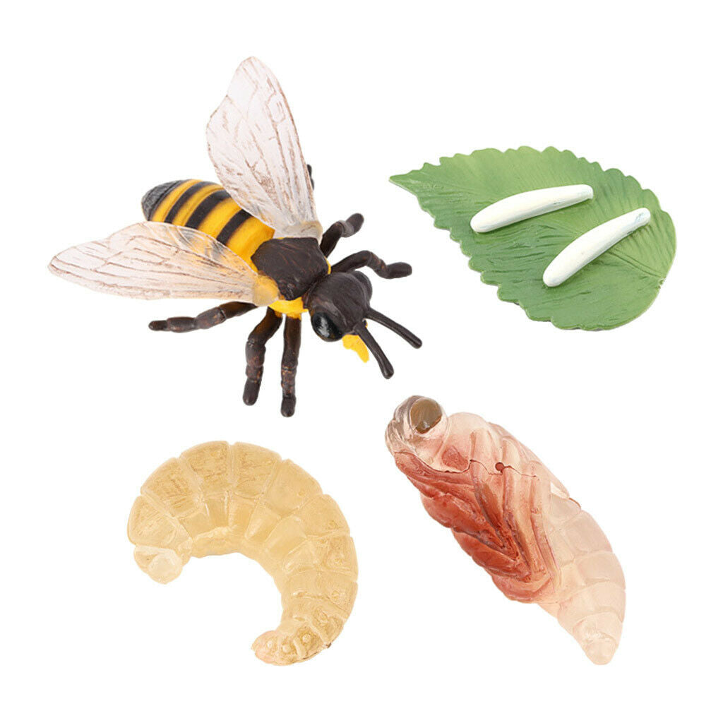Lifelike Nature Insects Growth Life Cycle Kids Learning Toys Teaching Aids