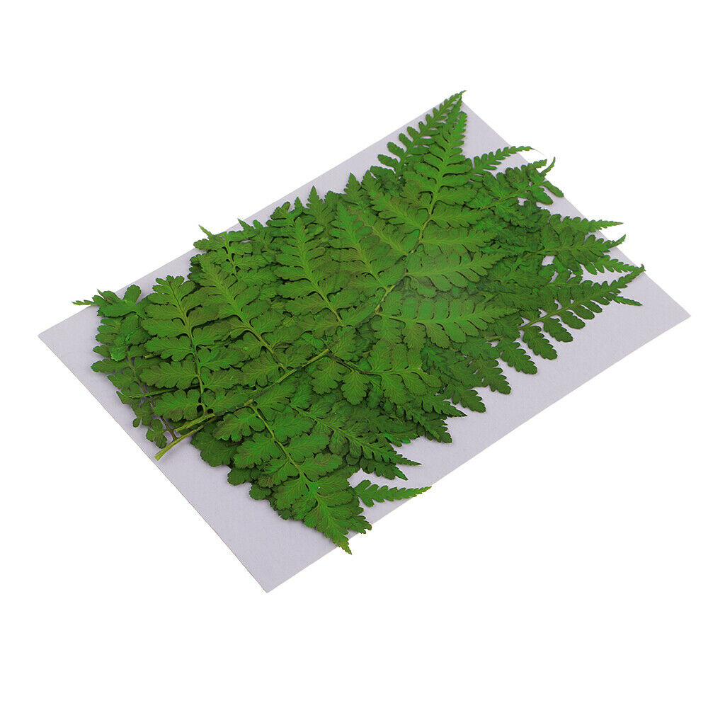 12pcs 11-13cm natural pressed woodsia fern Leaves dried flowers plant specimen