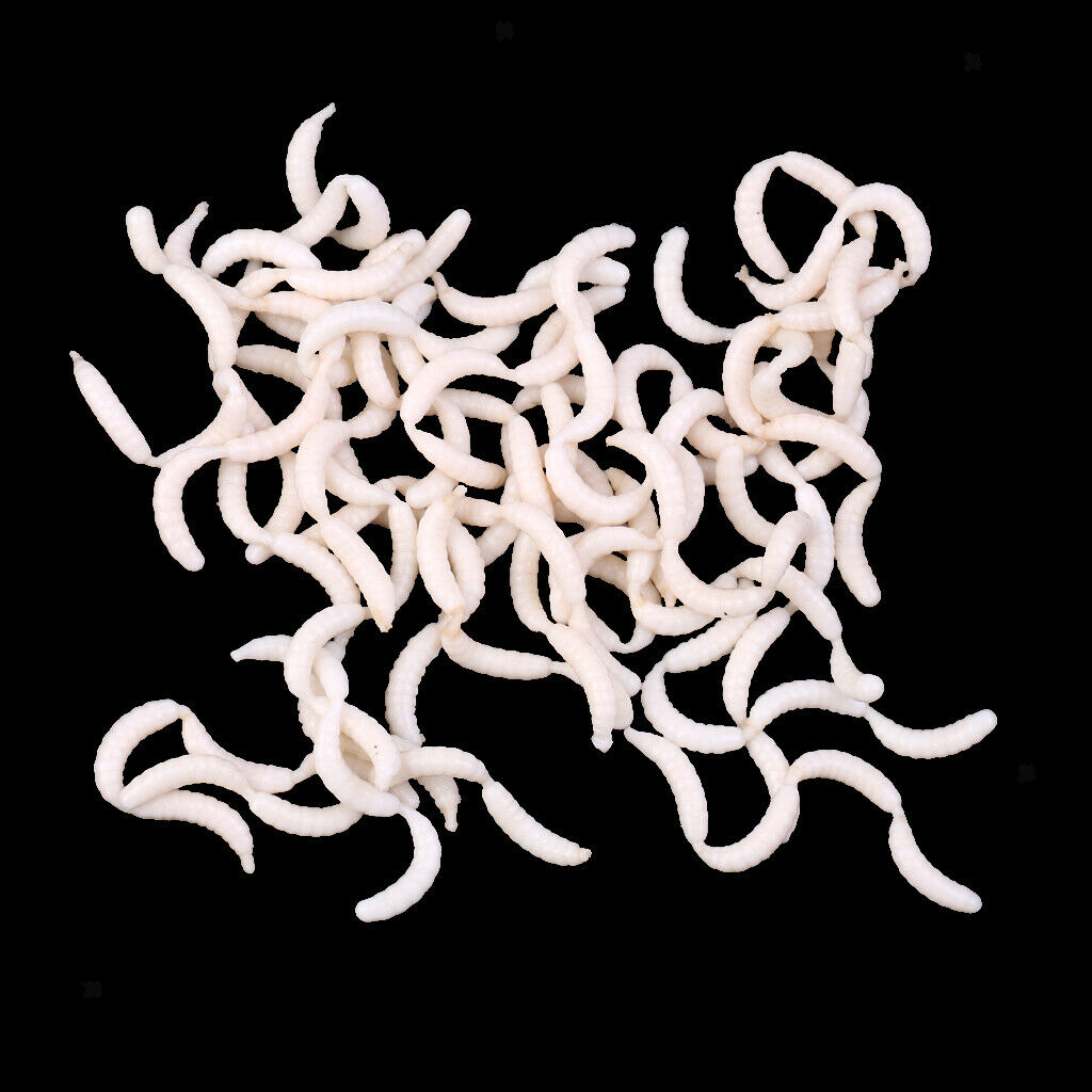 120Pcs/Box White Fishing Maggots Soft Worms Lures Strong Fishy Fishing Baits