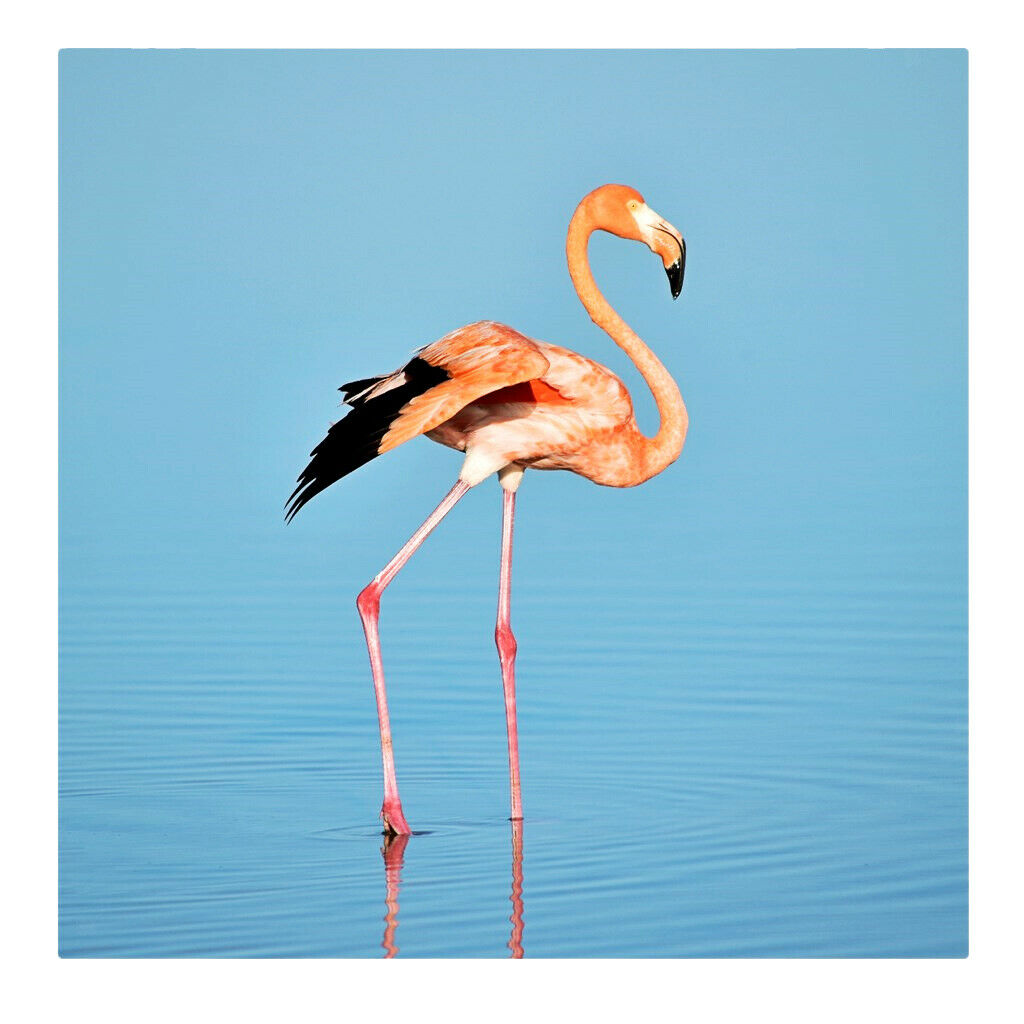 1 Set Daimond Painting Kit Lovely Animal Picture for Wall Decor Flamingos