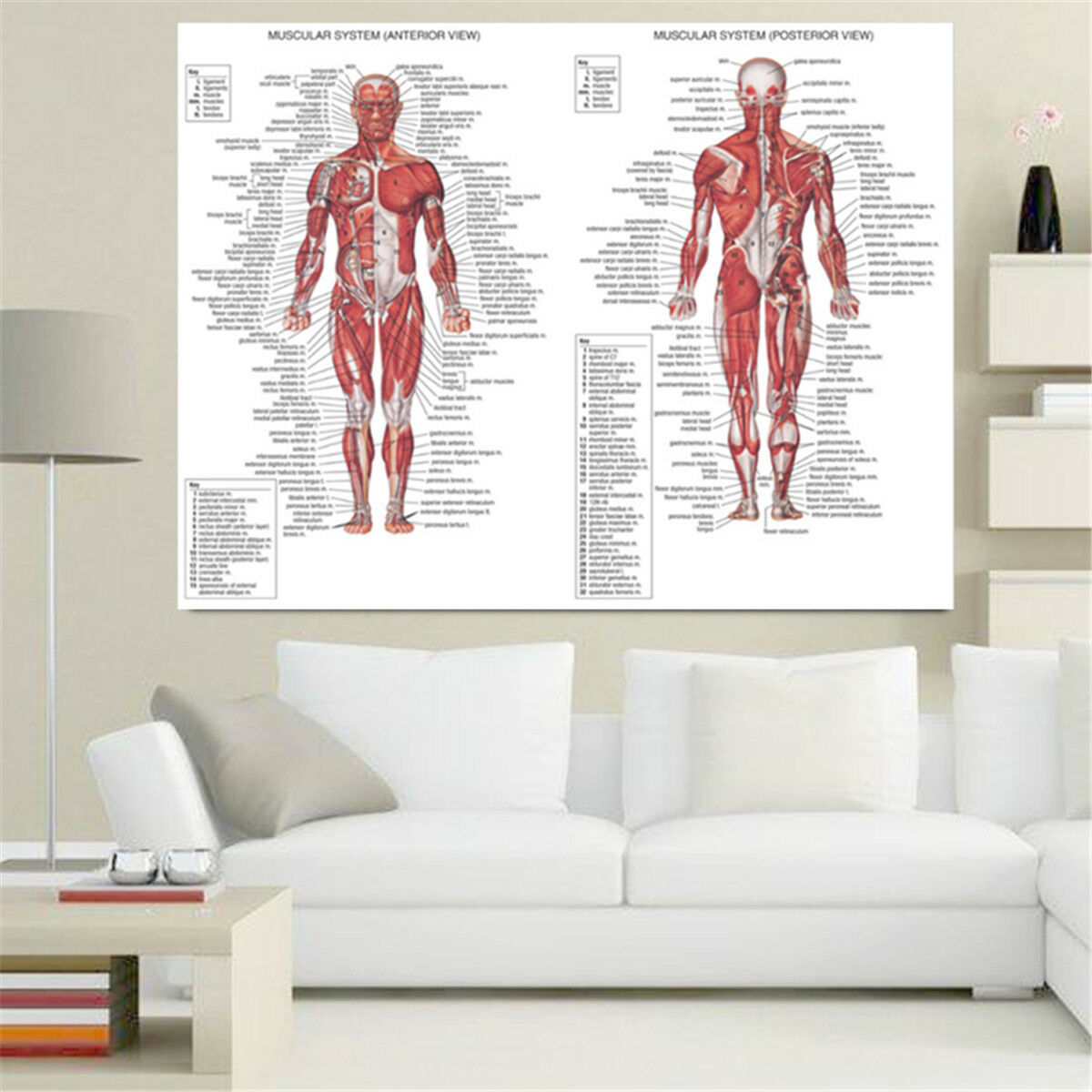 Human Body Muscle System Anatomy Chart Educational Posters Home Decor 70X50CM