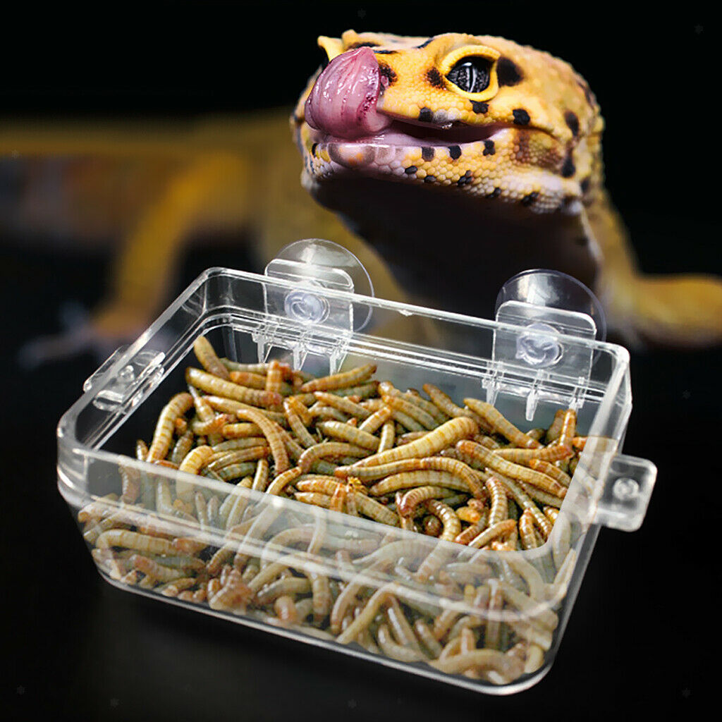Plastic Transparent Tortoise Reptile Frog Water & Food Bowl Worm Container
