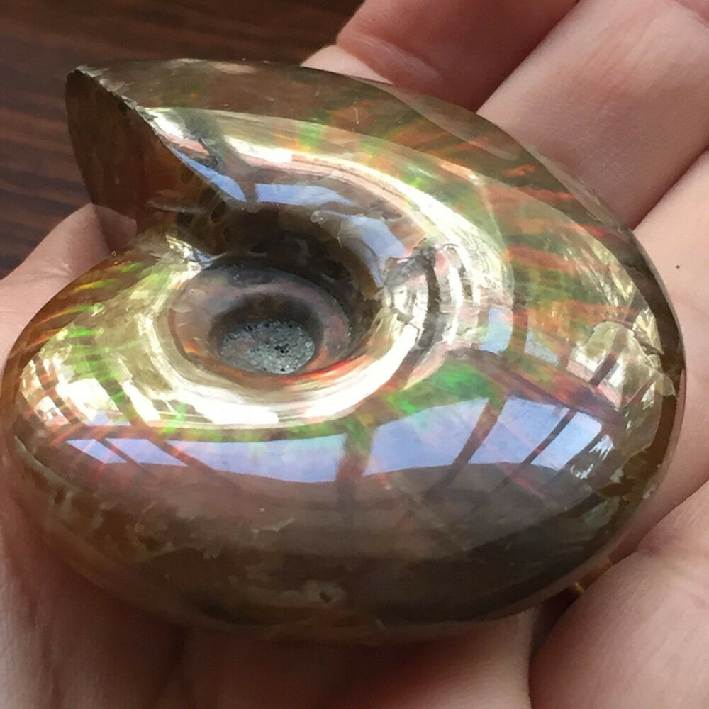 Natural Iridescent Ammonite Ammolite Facet Specimen Fossil Madagascar Hot AU