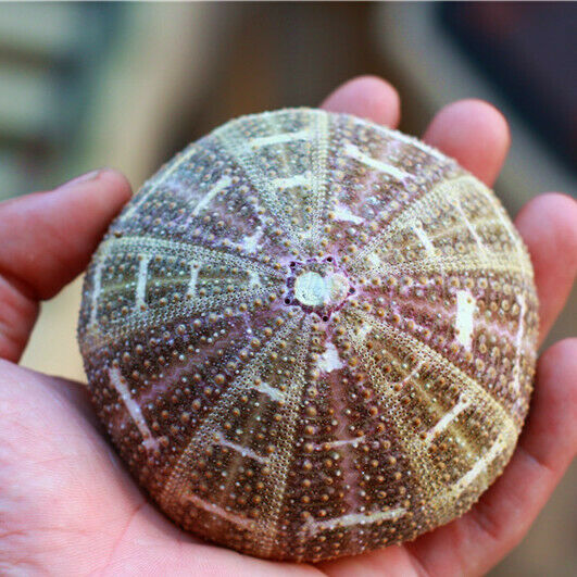 Natural Green Spotted Sea Urchin Shell Ornament Flowerpot Fish Tank Decor HH6965