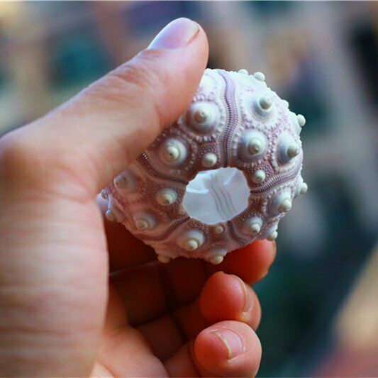 Natural Shells 4-8cm Sea Urchin Seashells Ornament Craft Flowerpot Decor HH6958