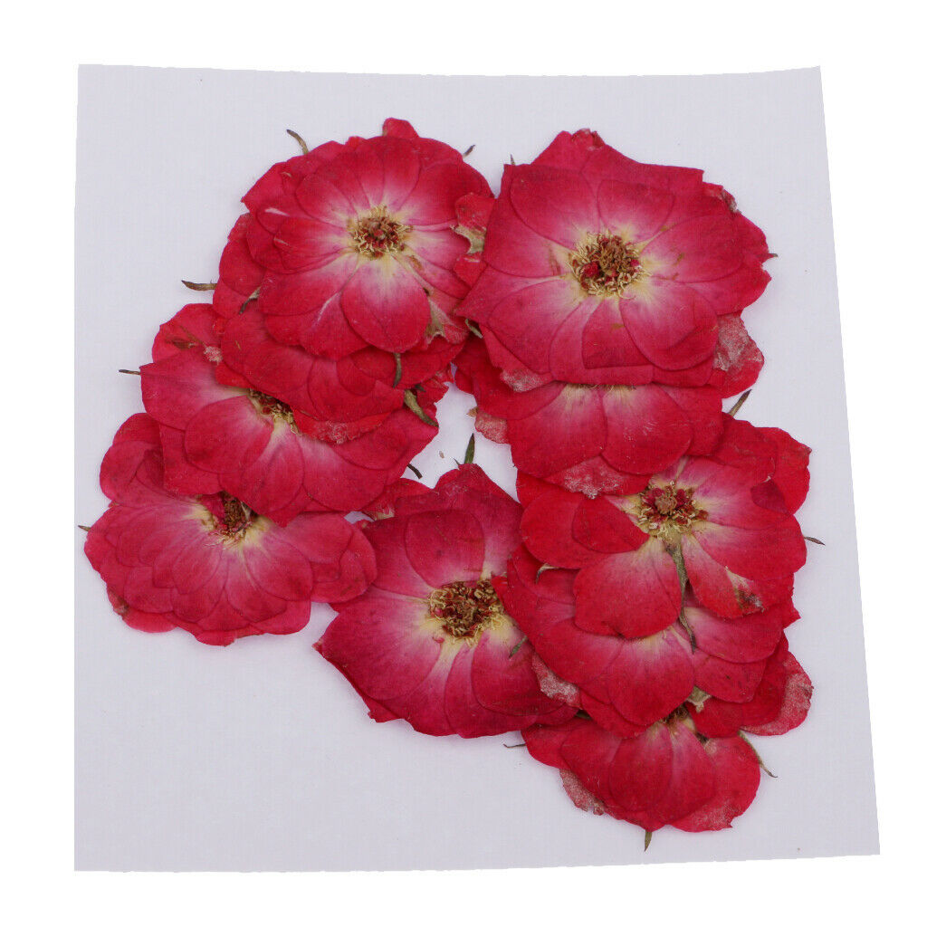 10pcs Natural Dried Pressed Flowers Leaves for DIY Scrapbooking Card Crafts