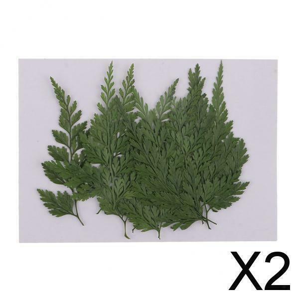 2X 12 Pieces Natural Pressed Dried Flowers Leaves DIY Art Craft Scrapbook Card
