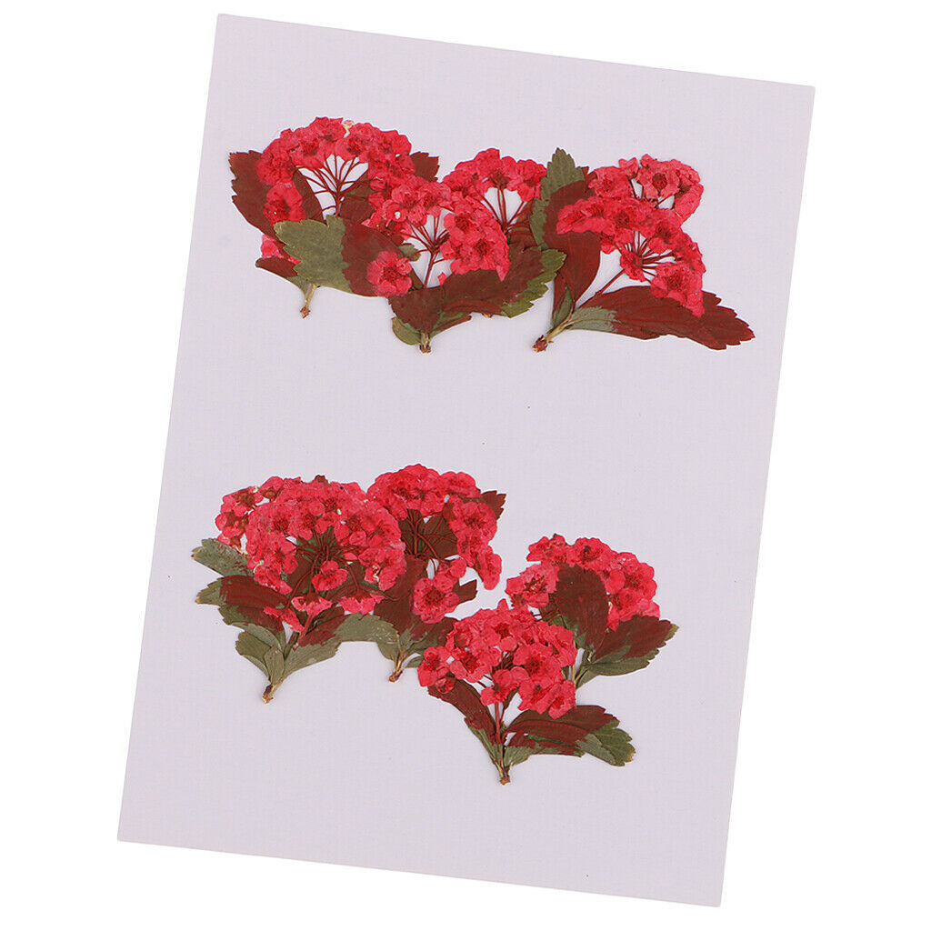 10x Red Flower Dried Flowers Ornaments for DIY Phone Case