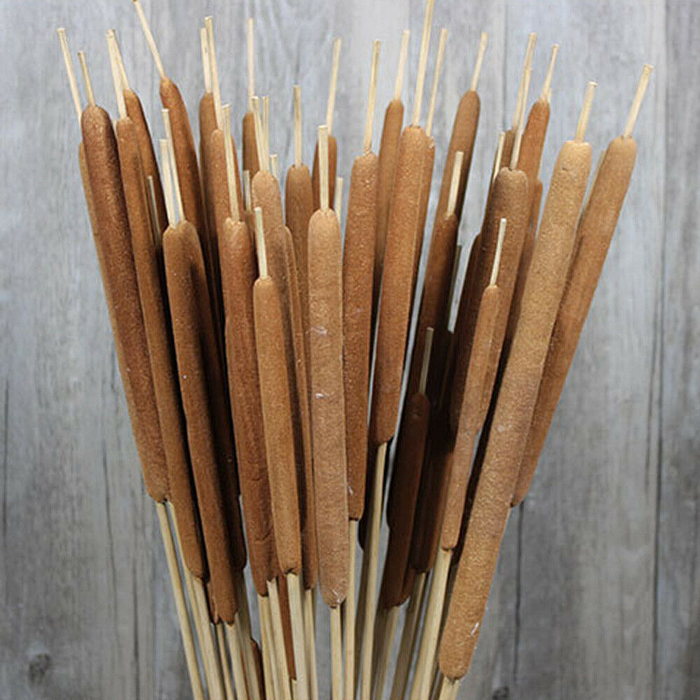 5Pcs Dried Flower Cattails Spike Po Stick Home Wedding Arrangement Floral Decor