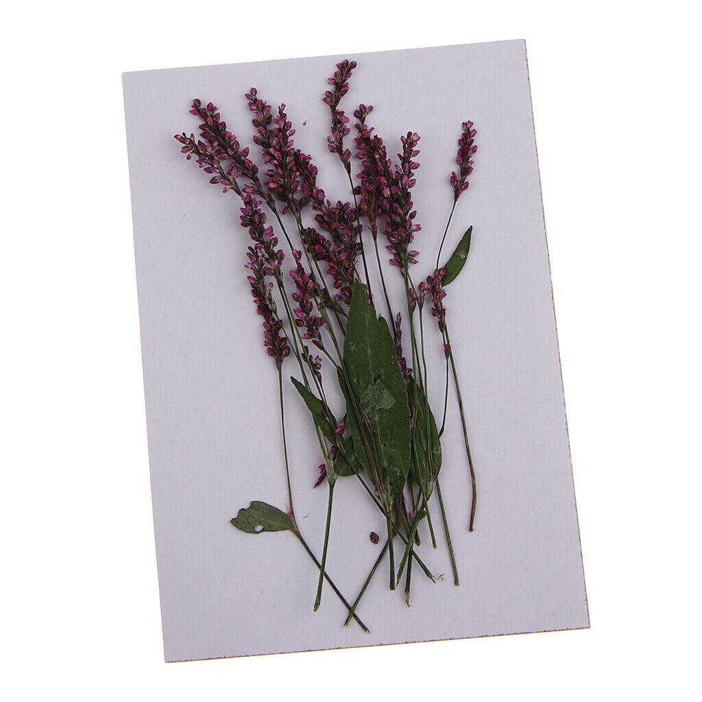 Blesiya 12Pcs Real Pressed Leaves Dried Flowers DIY Scrapbooking Phone Craft