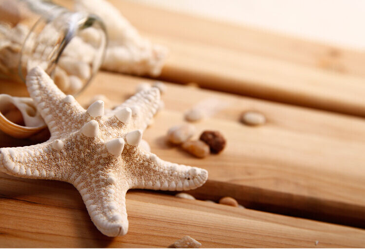 Womens Girls lady Fashion Elegant Pretty Starfish Sea Star Hairpin Hair Clip one