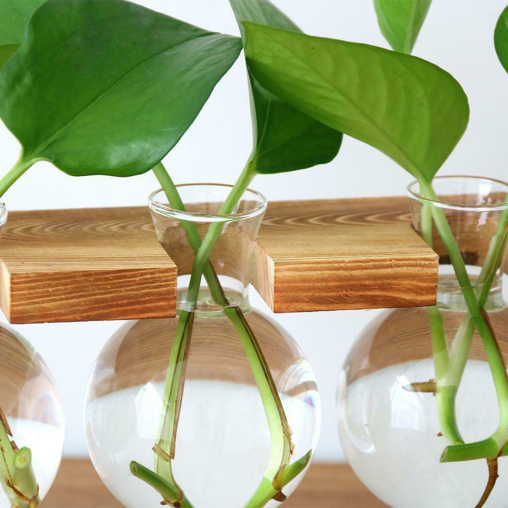 Set of 2 Hydroponic Glass Planter Terrarium Gardening Indoor Outdoor L/S
