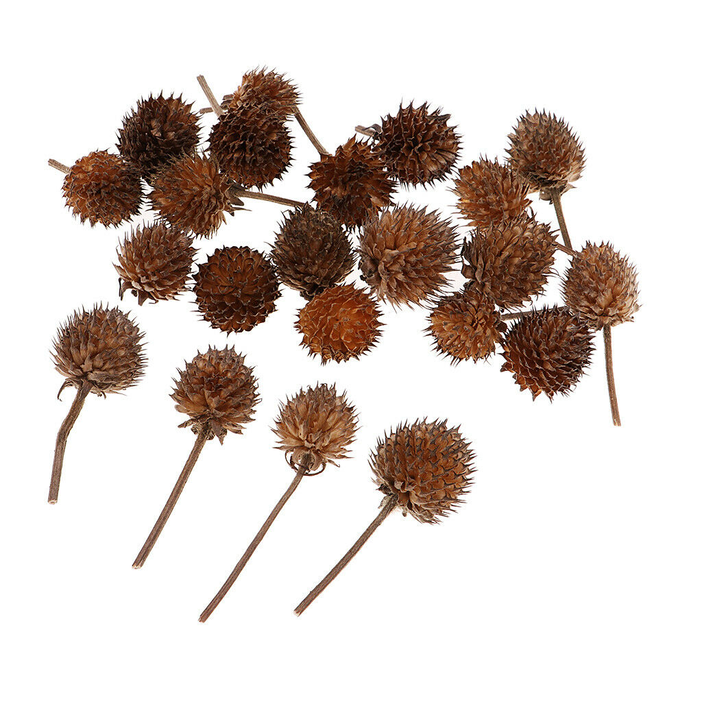 50 Mini Dried Flowers Plant Fruits Christmas Accents Wedding Decor Ornaments