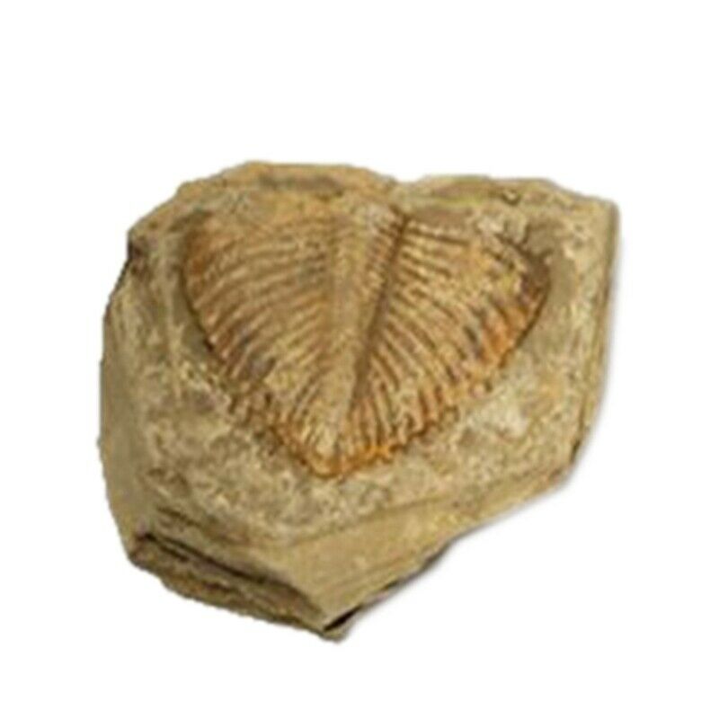 1X(1 PC Natural Trilobite Tail Fossil Ancient Fossils Teaching Specimens Colle1)