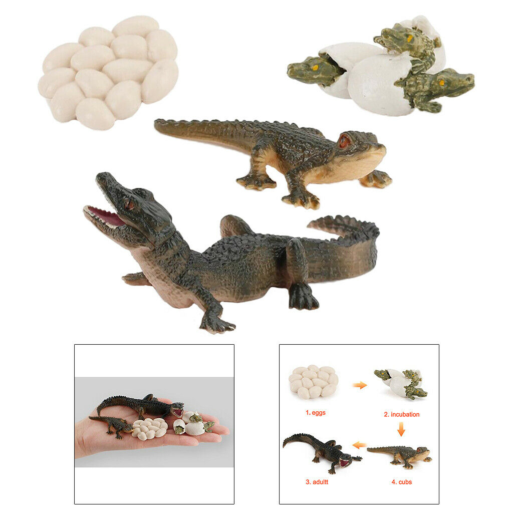 2X Nature Life Cycle Alligator Playset Pre-school Biology Toys Themed Party
