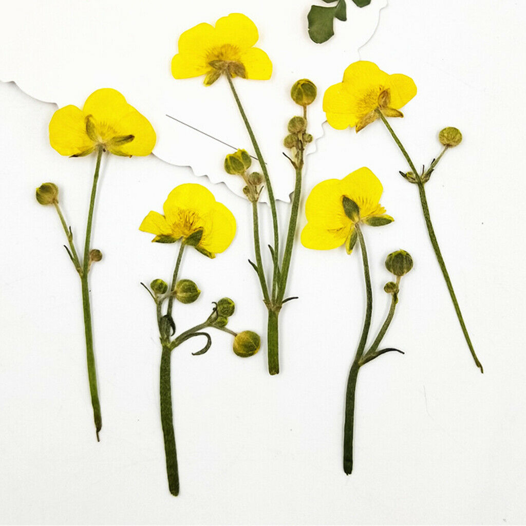 16x Real Dried Flowers Leaves Bookmark Jewelry Soap Making Wedding Nail Art