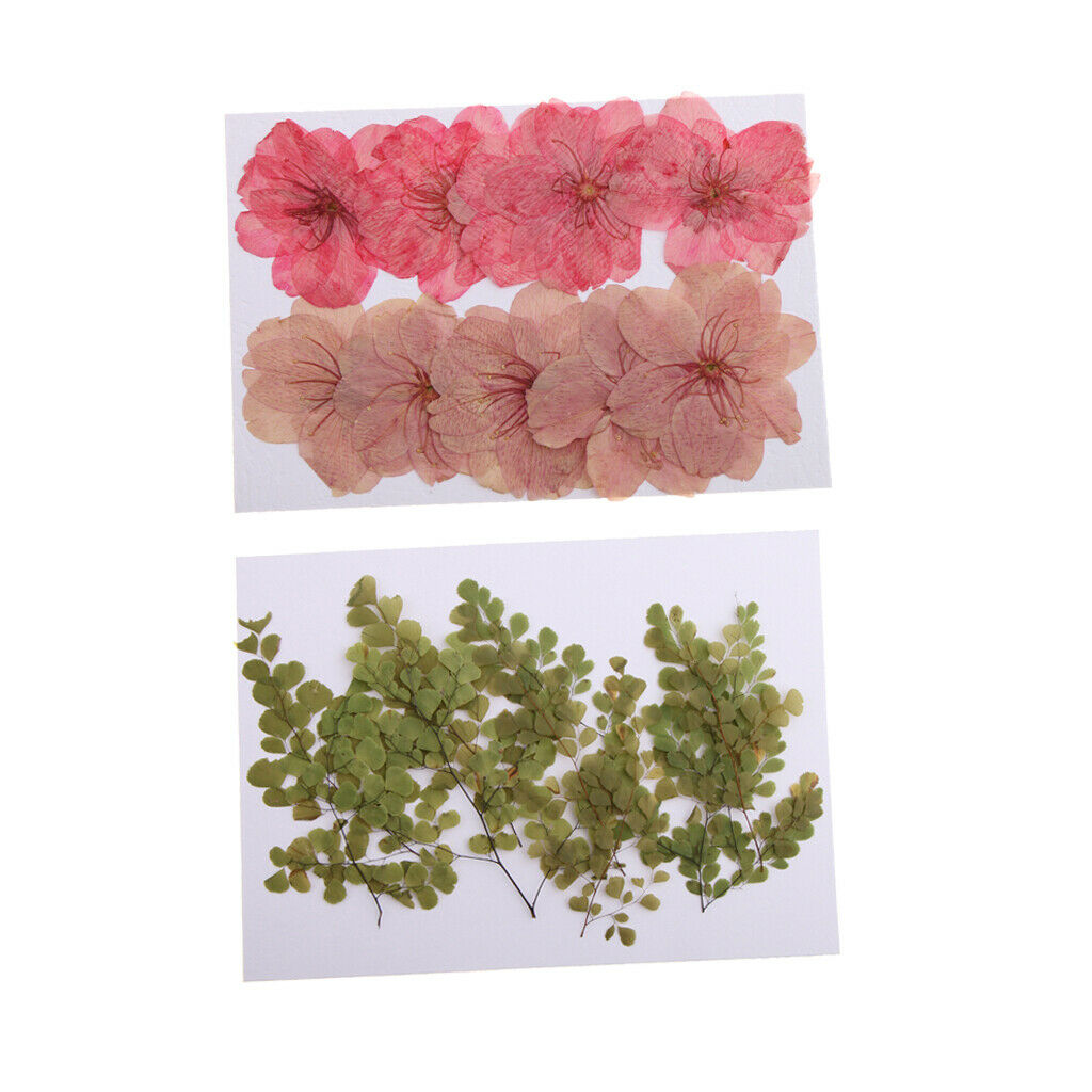 20 Pieces Beautiful Pressed Dried Sakura Flowers Cherry Blossom Adiantum Plant