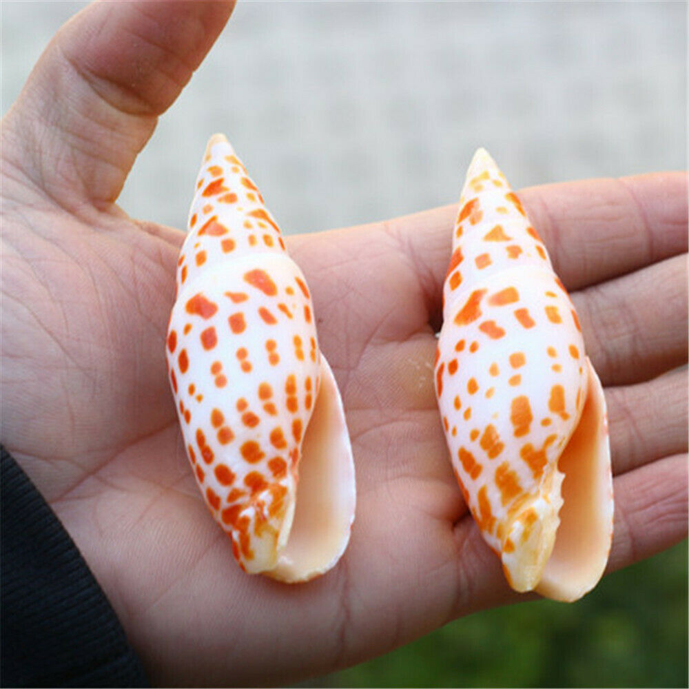 1 Piece Natural Seashell Spotted Spiral Shell Episcopal Mitre Nautical Decor