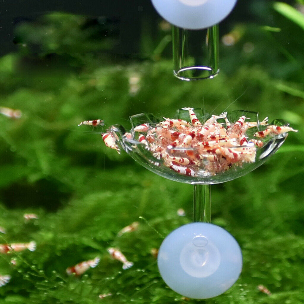 2 Pcs Feeding Dish Feeder - Never Run Out of Food for Shrimps, Transparent Basin