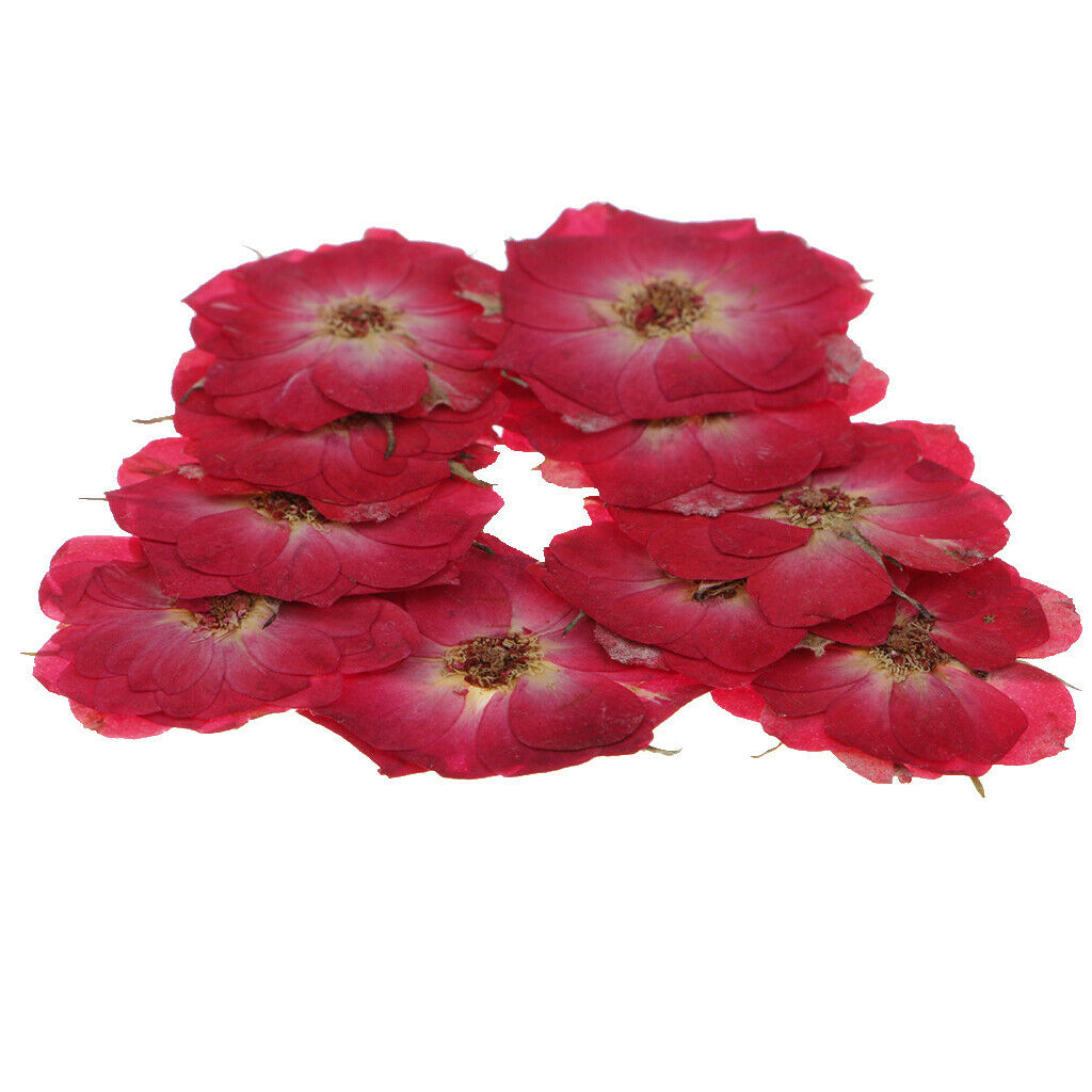 10pcs Natural Dried Pressed Flowers Leaves for DIY Scrapbooking Card Crafts