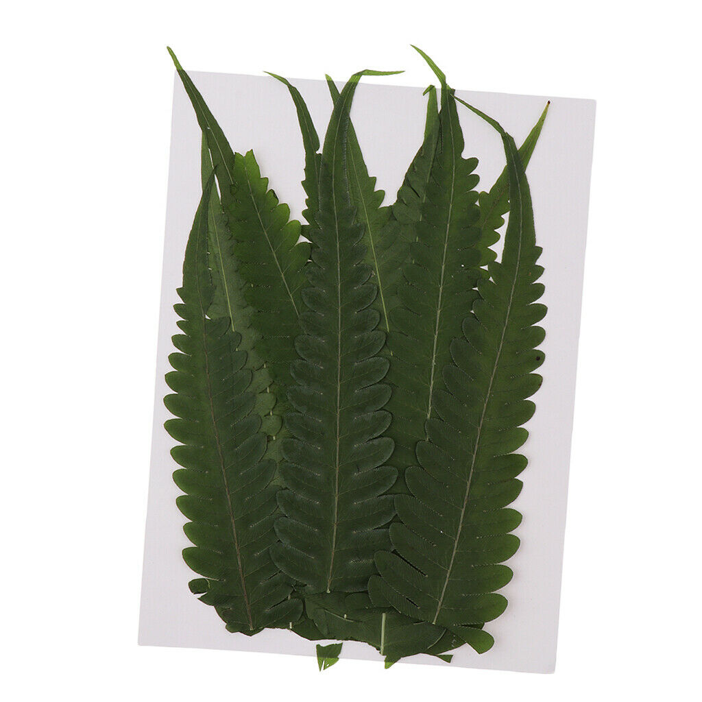 12Pcs Natural Real Dried Fern Leaves Pressed DIY Phone Case Decor Bookmarks