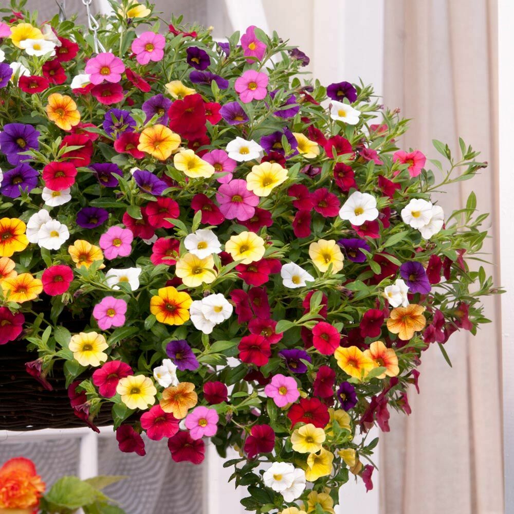 200 PCS Flowers Seeds Petunia Multicolor Annual Plant Home Garden High Quality