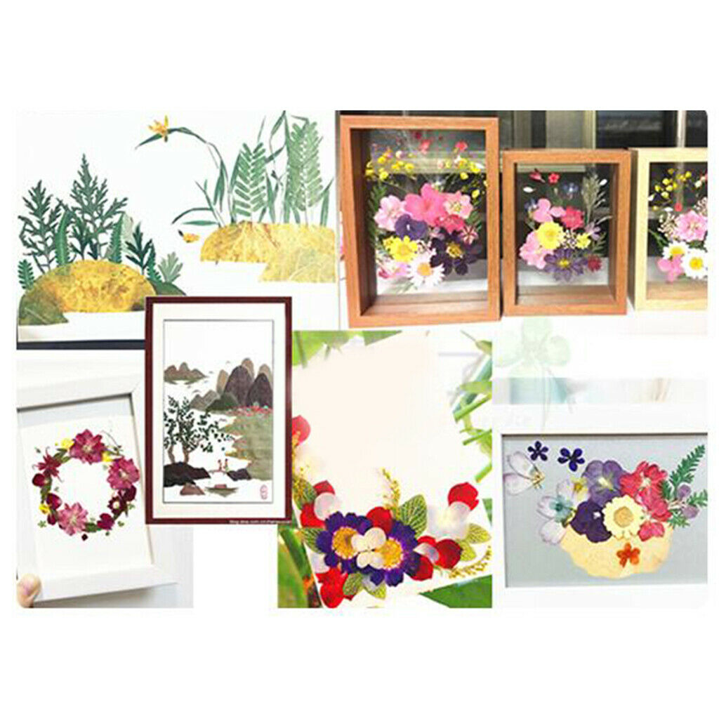 15Pc Natural Press Ferns Leaves Pressed Real Dried Flowers Dry Leaves for DIY