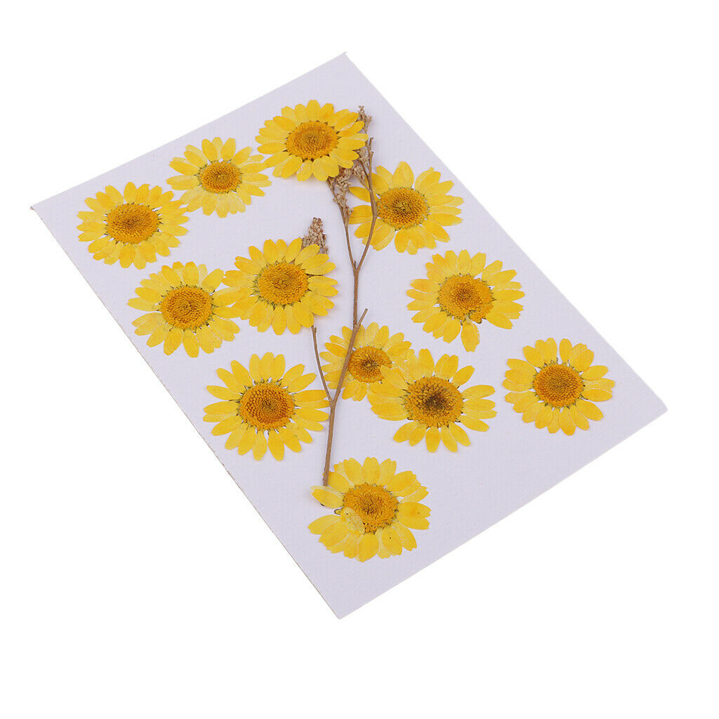 12 Pcs Dried Pressed Flowers for DIY Scrapbooking Art Crafts Chrysanthemum