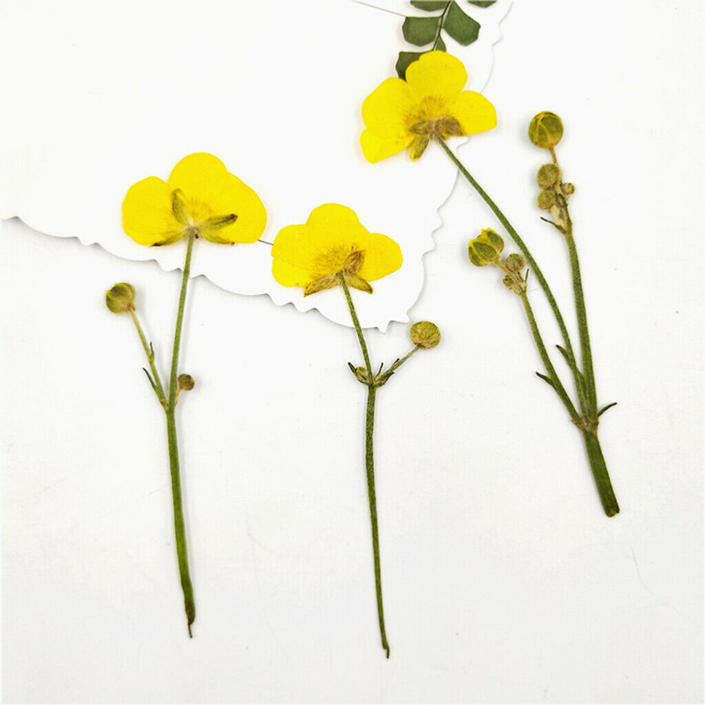 16x Real Dried Flowers Leaves Bookmark Jewelry Soap Making Wedding Nail Art