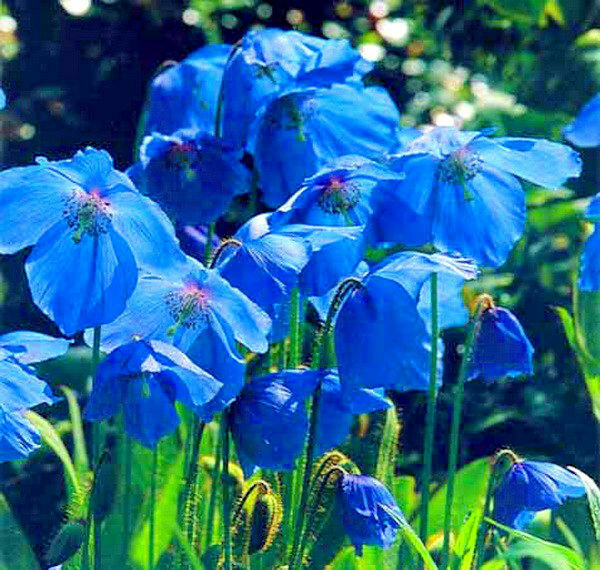 50PCS Blue Himalayan Poppy Meconopsis Grandis Home Garden Beautiful High Quality