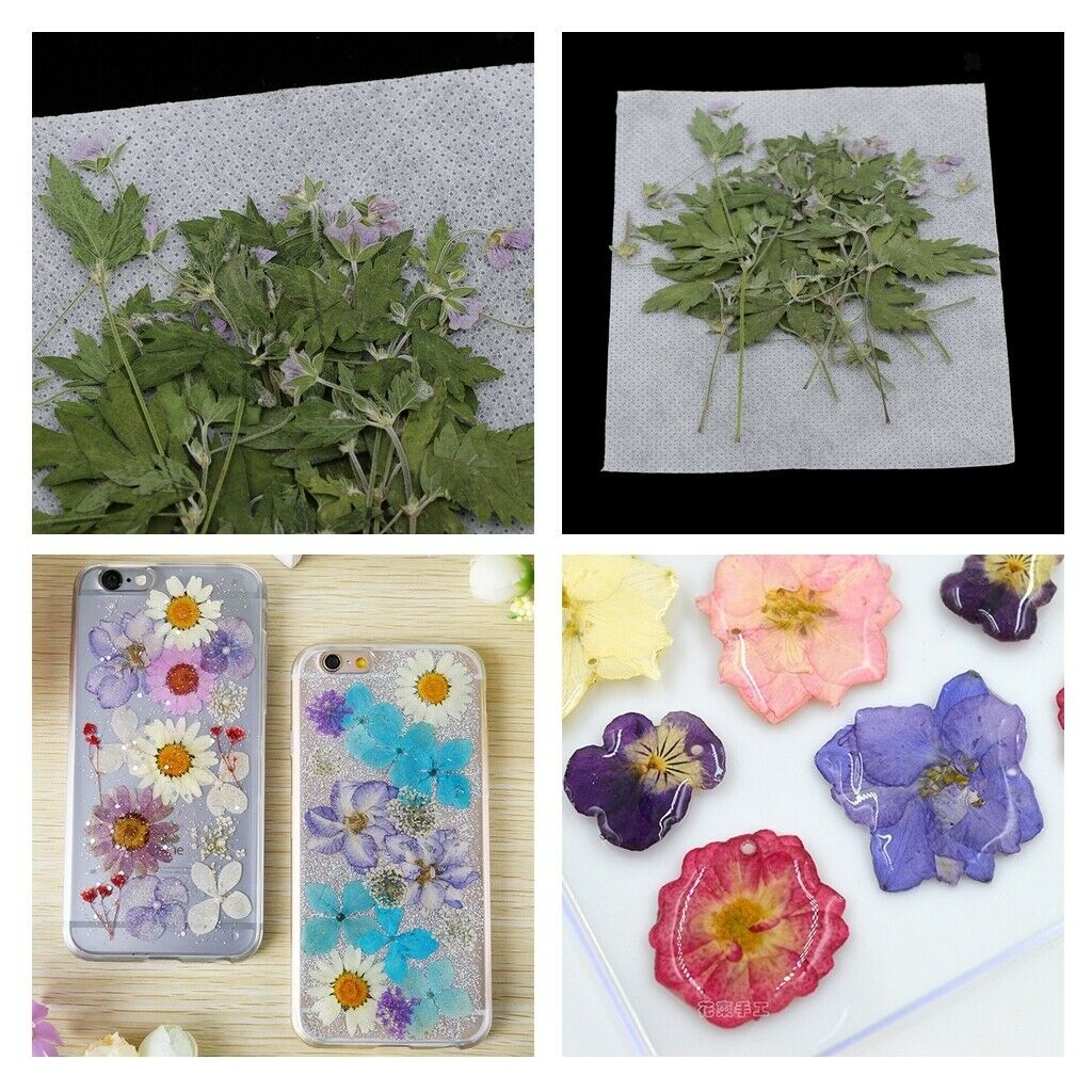 12Pcs/bag Real Agrimony Leaf Pressed Leaves Natural Dried Flowers for