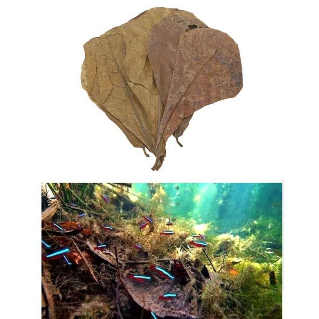 Pack of 10 Terminalia Catappa Leaves Aquarium Shrimp   Hermit  Dry Leaf