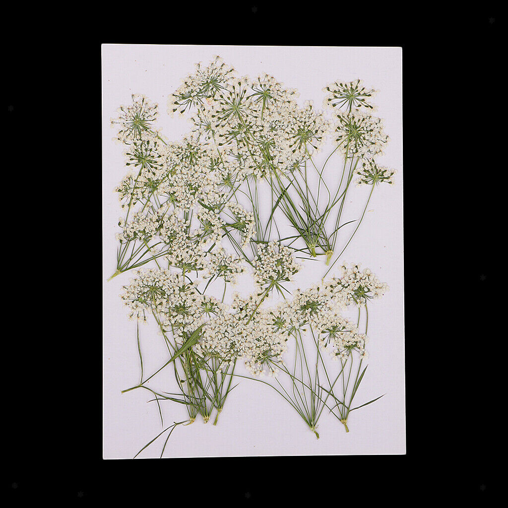 10x Dried Flowers Lace Flower For Scrapbooking Candle Facial Make Up Decors