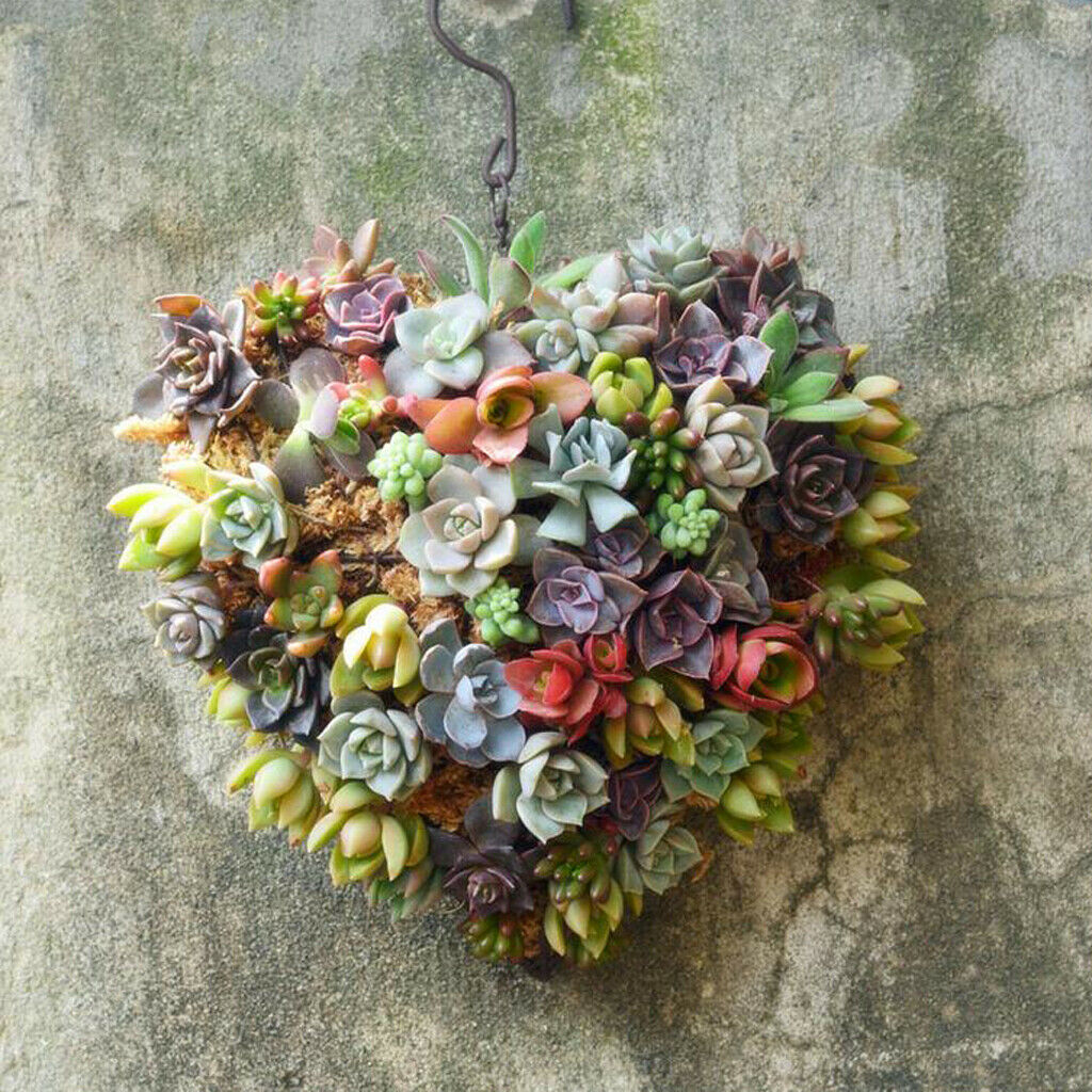 14cm Rustic Iron Wire Heart Shape Succulent Pot Iron Hanging Planter Plant,