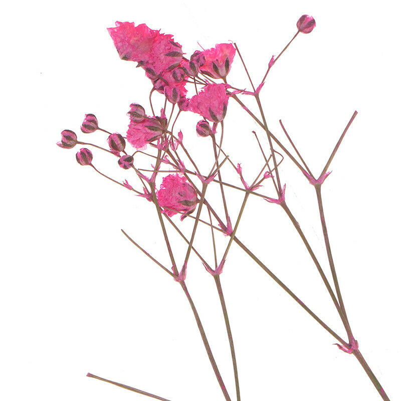 10x/Set Mini Gypsophila Cute Dried Flower Wedding Decoration DIY Hand acc.l8
