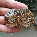 1 Pc Half Cut Natural Ammonite Shell Fossil Specimen Madagascar Decoration
