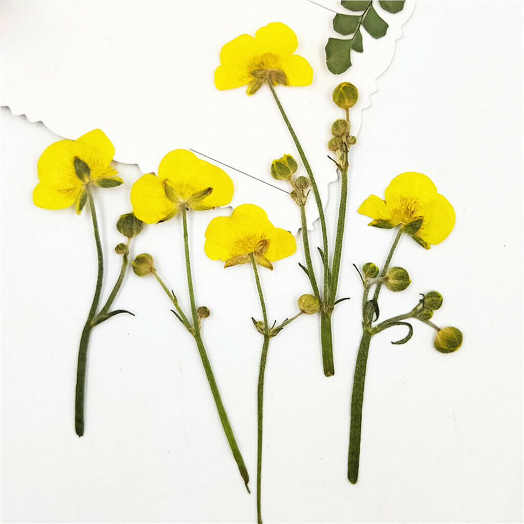 16pcs Natural Pressed Leaves Dried Flowers Plant Specimen Filler for