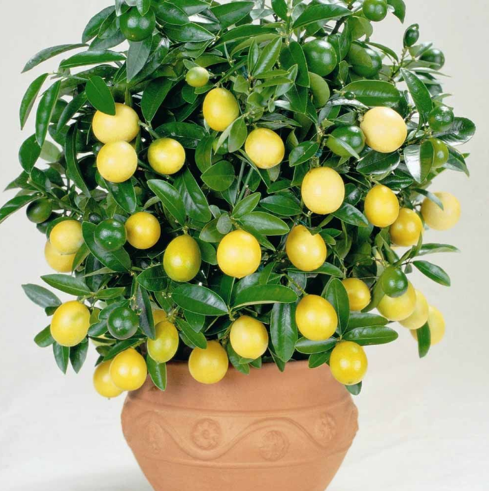 30PCS Seeds Bonsai Yellow Green Lemon Tree Ornamental Edible Plant Indoor