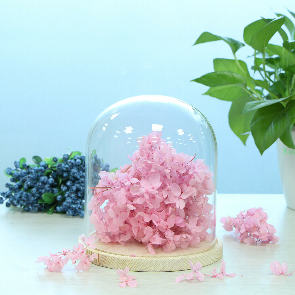 Glass Cloche Micro Landscape Plant Flower Mini Garden Dome Cover Vases