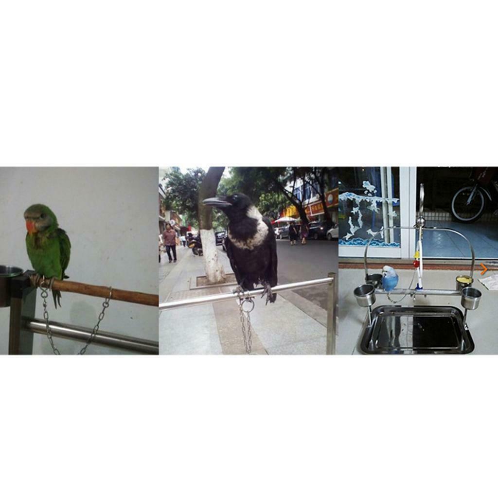 Stainless Steel Bird Foot Chain Anti-flying Leash For Small to Large Birds L