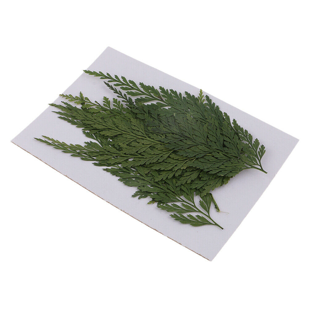 12 Pieces 7-8cm Length Real Pressed Leaves Dried Flowers Embellishments for Card