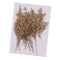 20x Natural Dried Pressed Limonium Flowers For DIY